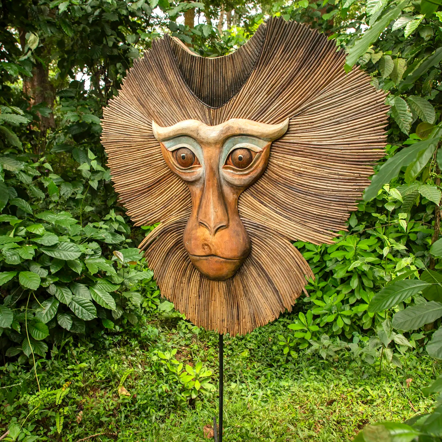 Northern Pig Tailed - Statement Peice